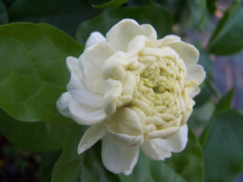 วันแม่...พาแม่เที่ยว 4 สวนดอกไม้ให้ชื่นใจ