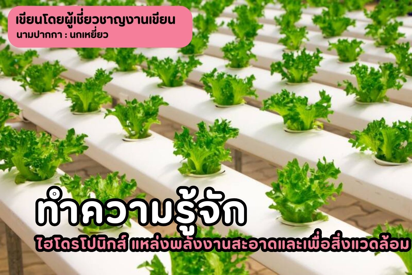 ทำความรู้จักไฮโดรโปนิกส์