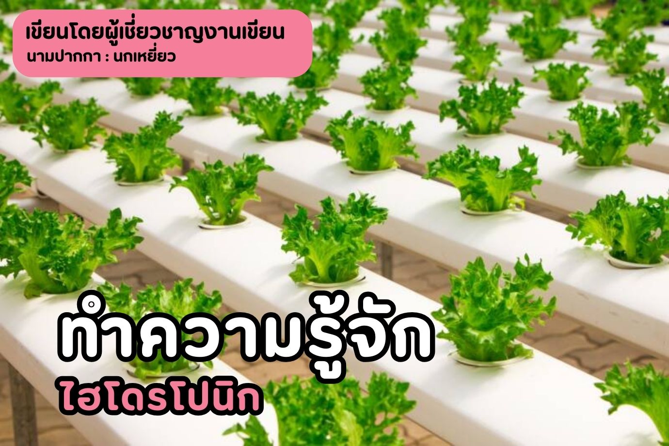 ทำความรู้จักไฮโดรโปนิก