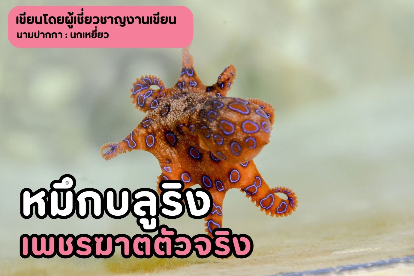 หมึกบลูริง เพชรฆาตตัวจริง