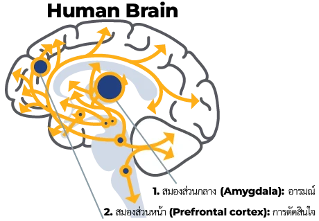 Human Brain