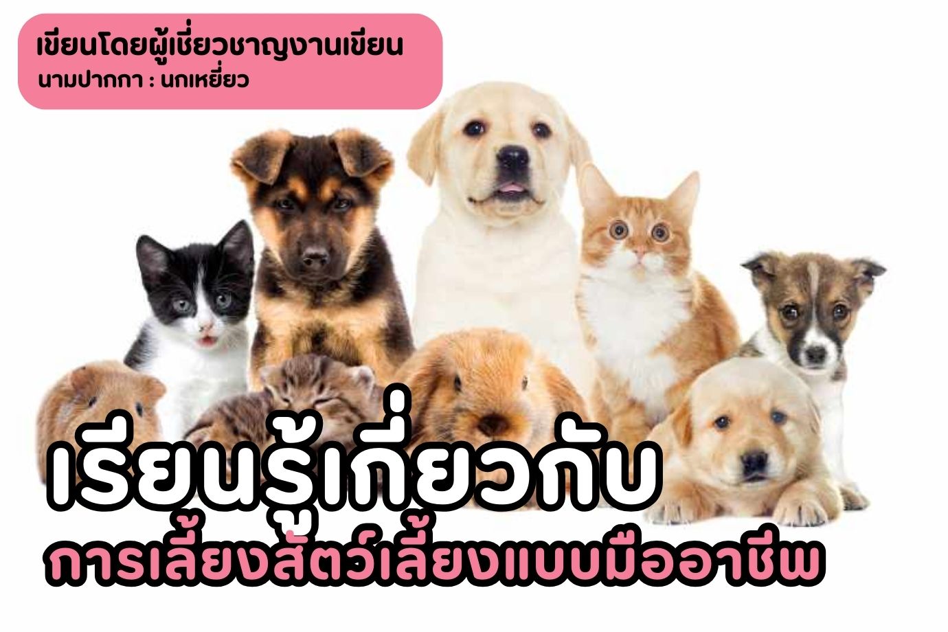 เรียนรู้เกี่ยวกับการเลี้ยงสัตว์เลี้ยงแบบมืออาชีพ