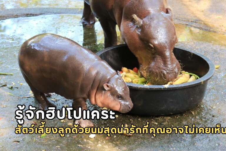 pygmy hippo mammal
